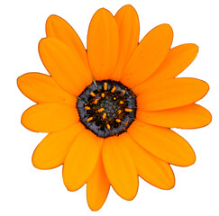 Pink flower with yellow center - png clear background file