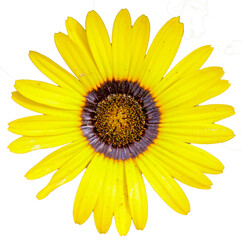 Daisy flower, yellow PNG file transparent background