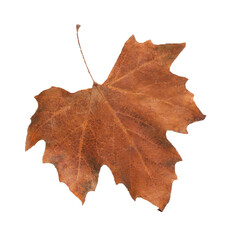 Autumn, yellow leaves. Minimal autumn concept. Transparent background