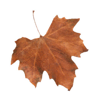 Autumn, yellow leaves. Minimal autumn concept. Transparent background