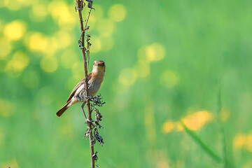 Young Stonechat on a branch