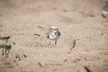 chicken on the sand