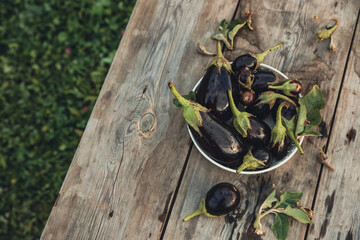 Different eggplants on a white dish and a wooden table in the vegetable garden. Vegetable authentic still life, autumn harvest