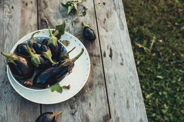 Different eggplants on a white dish and a wooden table in the vegetable garden. Vegetable authentic still life, autumn harvest