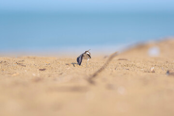 wild bird in the desert