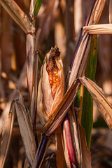 Stunted corn cob after heat wave in hot summer