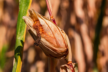 Withered corn cob after drought in climate crisis, Germany