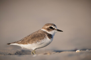 seagull on the beach