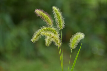 Obraz premium 美しい緑をバックに金色に輝くねこじゃらし