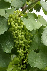 Noble grapes on the vine