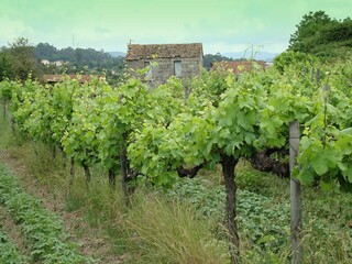 Fototapeta na wymiar Traditional winegrowing in northern Portugal