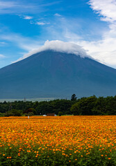 山中湖花の都公園から見る富士山