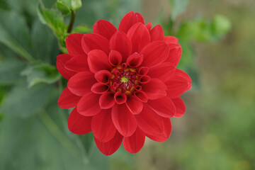 Blood-red dahlia blossom in a garden.