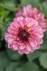 Flamed dahlia blossom in pink color shades.