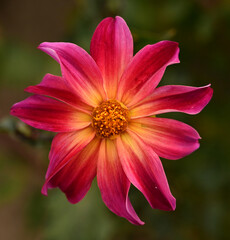 Beautiful close-up of a pink dahlia