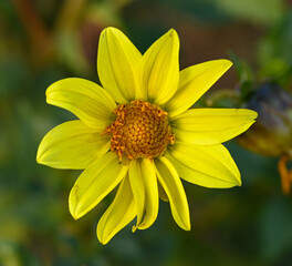 Beautiful close-up of a dahlia