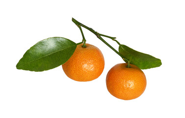 Twig with tangerines and green leaves isolated