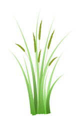 reeds grass png