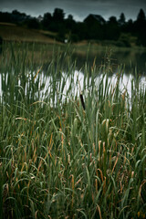Obraz premium Beautiful lake landscape with nice light. Natural landscape of lake in Poland