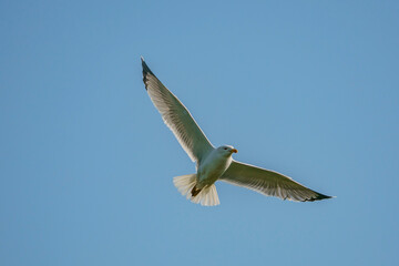 Yellow-legged gull, Larus michahellis atlantis in flight. Turkey