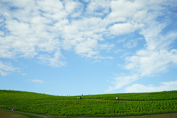 Obraz premium コキア成長中のみはらしの丘