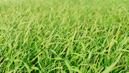 Grass lawn close up. Green field of soccer stadium - Beautiful vibrant neutral background.