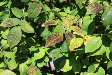 Plant disease in roses such as mildew or rust are common. Leaf spot disease black spot -...