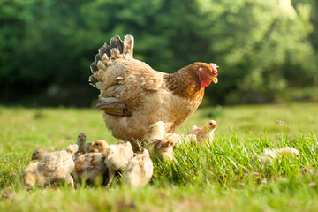 organic free range hen with chicks on a rural farm on a sunny day. Mother hen in freedom surrounded...
