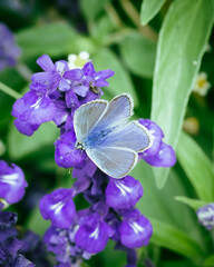 Violetter Schmetterling auf violetten Blume mit grünen Hintergrund