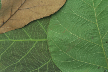 green and dry brown teak leaves texture