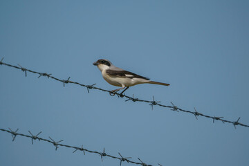 Red-backed Shrike (Lanius collurio) perched on fence