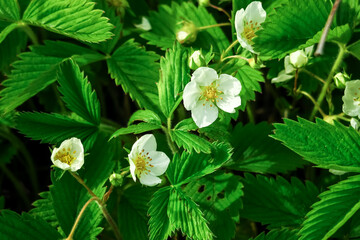 wild strawberry flowers grow in the forest. natural green background