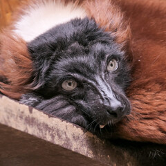 close up of a lemur