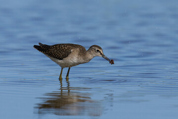 Wood sandpiper (Tringa glareola)