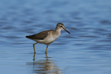 Wood sandpiper (Tringa glareola)