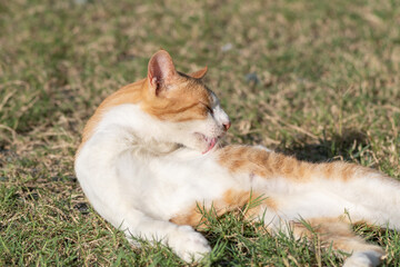 くつろぐ猫　茶トラ白