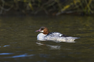 Goosander (Mergus merganser)