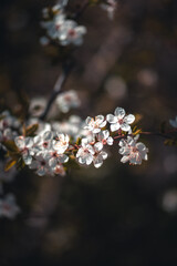 Cherry blossom in full bloom. Bokeh blur in the background. Spring.