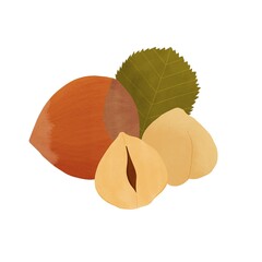 Hazelnuts illustration on white background. Oleaginous fruit. Design for recipes, menus, food shop and more.	