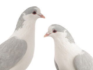 Fototapeta premium female lahore pigeon isolated on white background