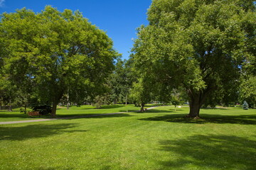 Fototapeta na wymiar Large trees in Lheidli T'enneh Memorial Park in Prince George in British Columbia,Canada,North America 