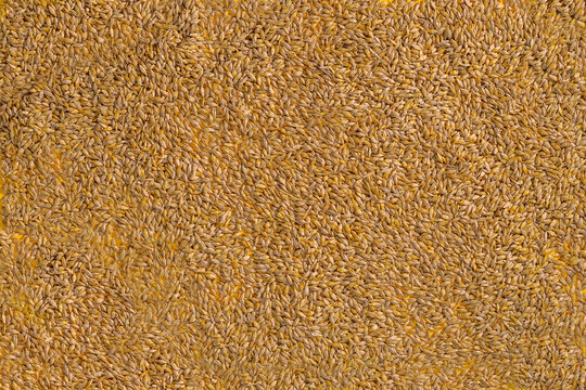 Oat Avena sativa. Seeds, groats, cereal grains background. Harvest concept