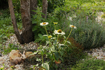 Decorated colorful flowerbed with stones as a decorative elements. Landscape design.
