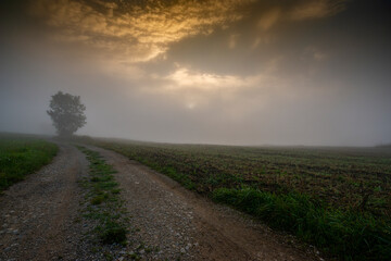 Fototapeta na wymiar landscape in fog - mystical foggy autumnal day with sunrise