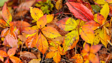 Multicolored leaves of wild grapes in autumn. Red and green leaves of Parthenoc ssus quinquefolia Virginia creeper . Autumn natural background