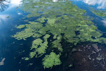 Blue-green algae in the Nahe-Rhein estuary near Bingen am Rhein in Germany