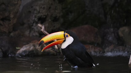 Fototapeta premium Toucan in the zoo
