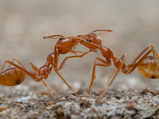 Two ants head to head