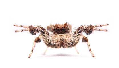 jumping spider portia labiata isolated on white background.