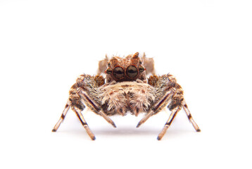 jumping spider portia labiata isolated on white background.